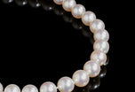 A Magnificent cultured South Sea Pearl Necklet.