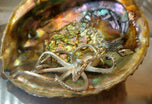 A silver octopus